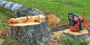 Best Storm Damage Tree Cleanup  in Pemberton Heights, NJ