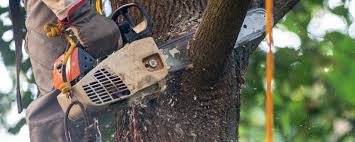 Best Palm Tree Trimming  in Pemberton Heights, NJ