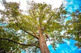 Best Tree Mulching  in Pemberton Heights, NJ