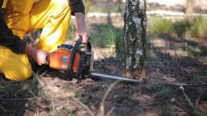 Best Storm Damage Tree Cleanup  in Pemberton Heights, NJ