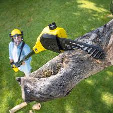 Best Lawn Renovation and Restoration  in Pemberton Heights, NJ