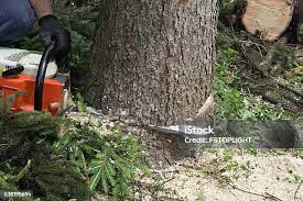 Best Arborist Consultation Services  in Pemberton Heights, NJ
