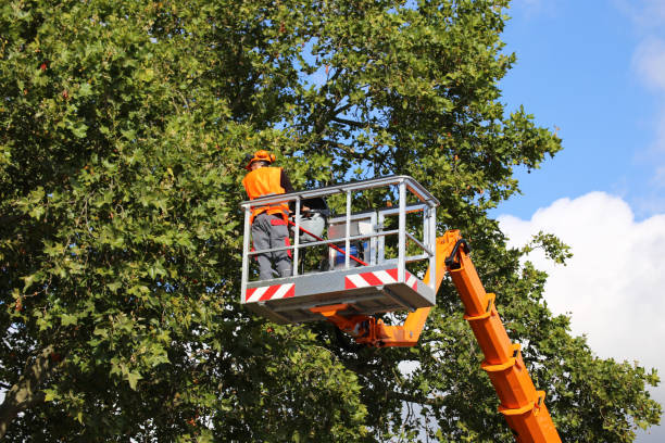 Best Aeration Services  in Pemberton Heights, NJ