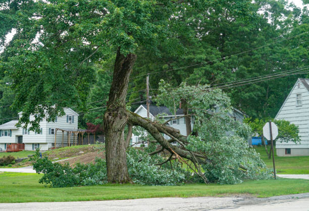 Best Commercial Tree Services  in Pemberton Heights, NJ