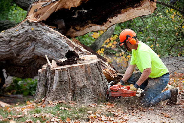 Best Tree Mulching  in Pemberton Heights, NJ