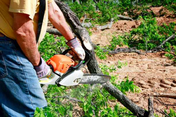 Best Lawn Pest Prevention  in Pemberton Heights, NJ
