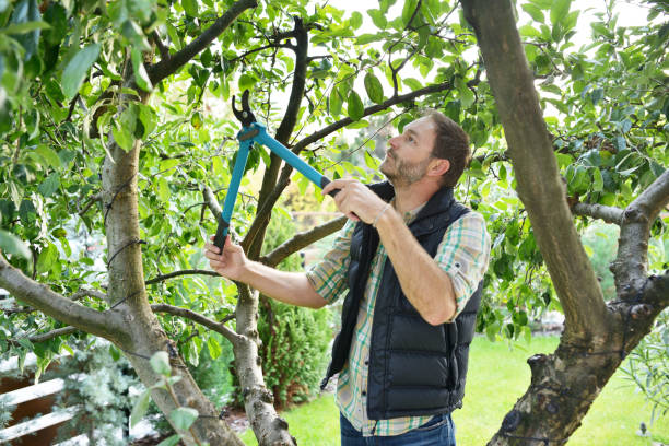 Best Tree and Shrub Care  in Pemberton Heights, NJ